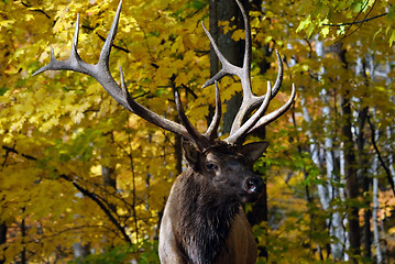 Image showing Wapiti