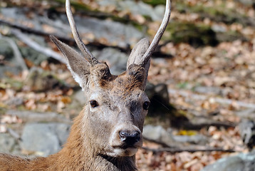 Image showing Wapiti