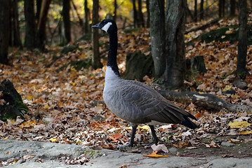 Image showing Canada Goose