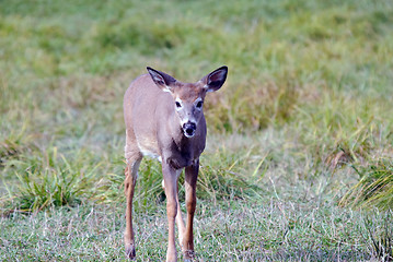 Image showing Whitetail deer