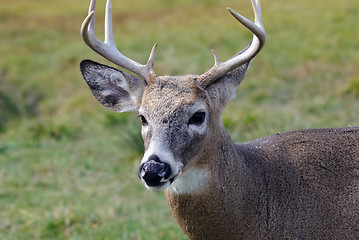 Image showing Whitetail deer