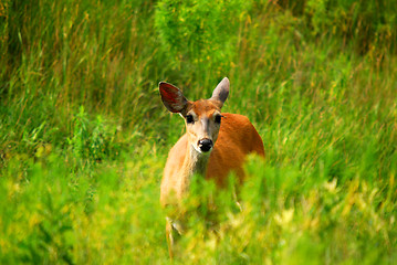 Image showing White-tailed deer