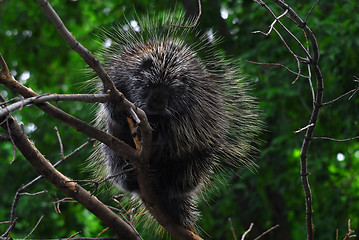 Image showing Porcupine