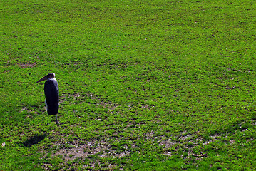 Image showing Marabou