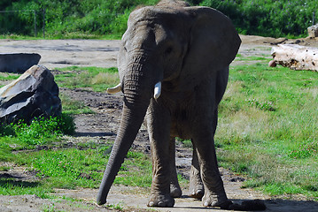 Image showing Elephant