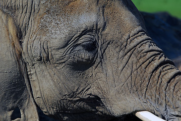 Image showing Elephant