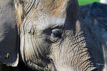 Image showing Elephant