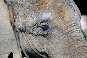 Image showing Elephant