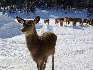 Image showing White-tailed deer