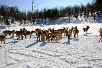 Image showing White-tailed deer