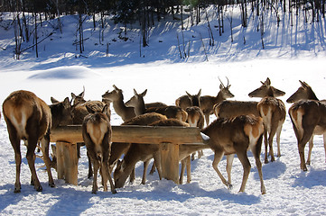 Image showing White-tailed deer