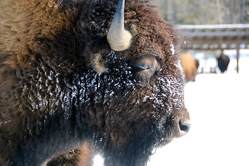 Image showing Bison