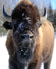 Image showing Bison