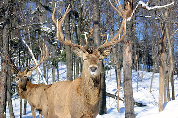 Image showing Elk