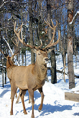 Image showing Elk