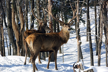 Image showing Elk