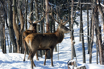 Image showing Elk