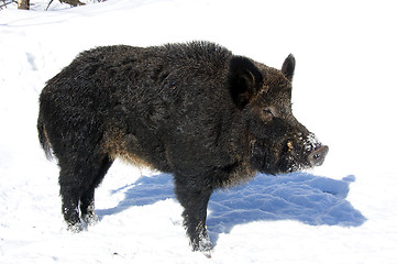 Image showing Wild Boar