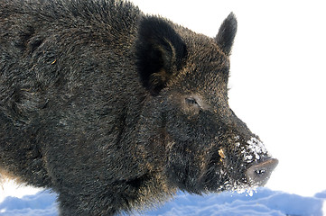 Image showing Wild Boar