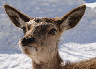 Image showing White-tailed deer