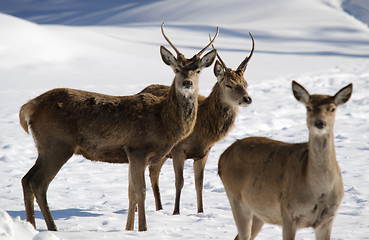 Image showing White-tailed deer