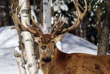 Image showing Elk