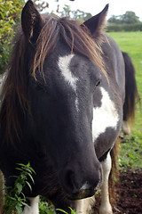 Image showing Horse 01