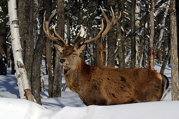 Image showing Elk