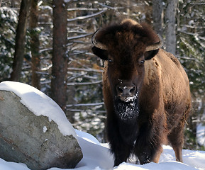 Image showing Bison