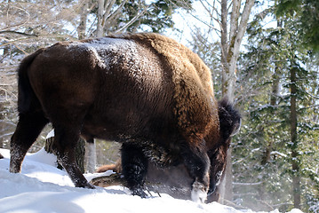 Image showing Bison