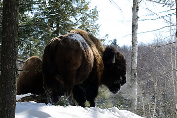 Image showing Bison