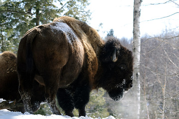 Image showing Bison