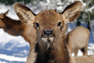 Image showing Elk