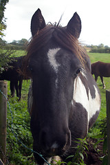 Image showing Horse 02