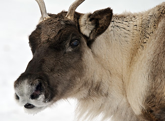 Image showing Reindeer