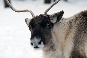 Image showing Reindeer