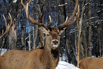 Image showing Elk