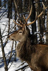 Image showing Elk