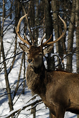 Image showing Elk