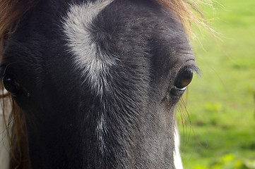 Image showing Horse 04