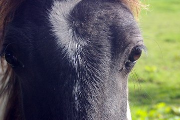 Image showing Horse 05