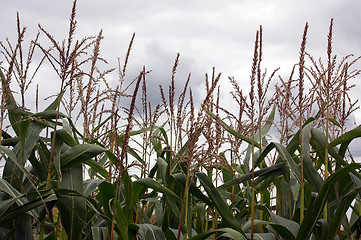 Image showing Maize 01