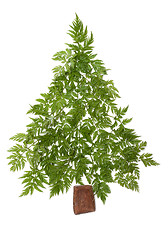 Image showing Decorative cristmas spruce