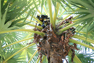Image showing Fruits on palm