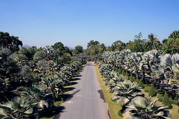 Image showing Road amongst palms, Thailand