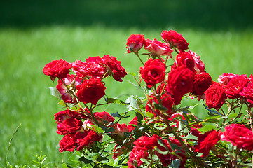 Image showing red roses