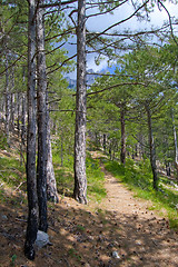 Image showing forest