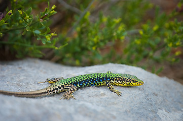 Image showing lizard