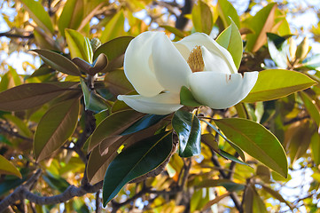 Image showing magnolia flower