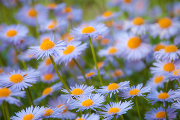 Image showing flower of the garden daisywheel